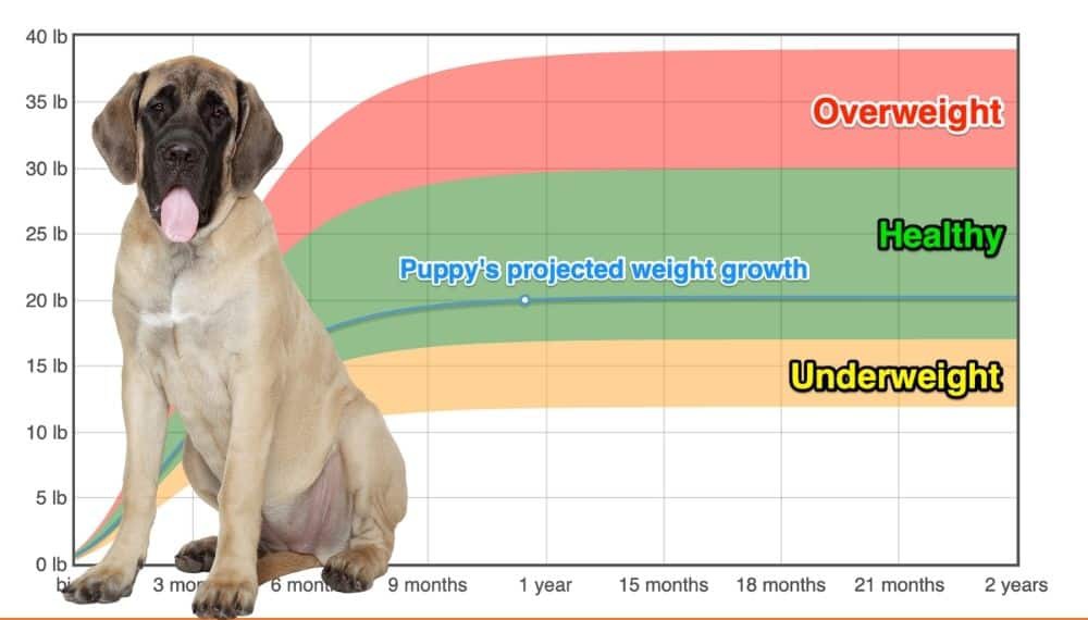 English Mastiff Weight+Growth Chart 2024 How Heavy Will My English